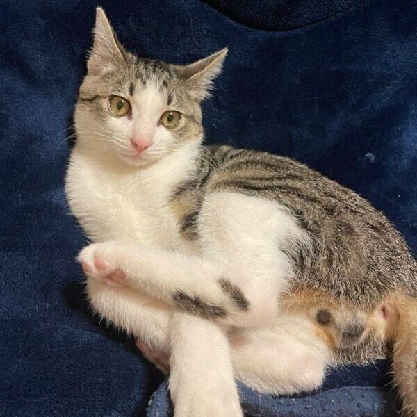 黄色い瞳がきれいな琥珀くん