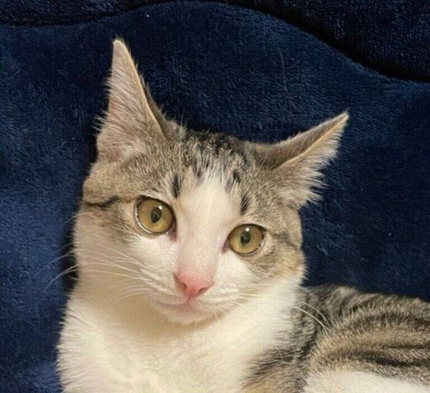 黄色い瞳がきれいな琥珀くん