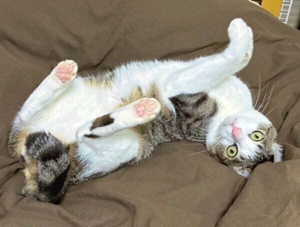 ヘソ天ポーズで気持ち良さそうな琥珀くん