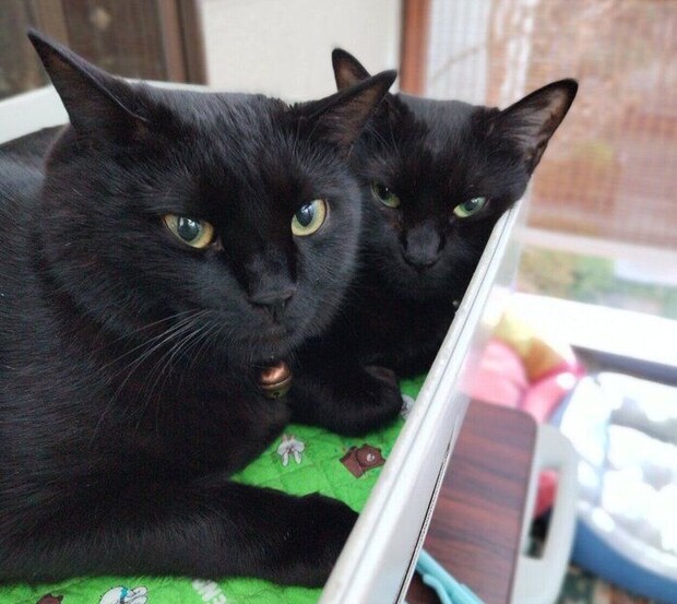 ギュッとくっつくはるなちゃん、ムサシくん。