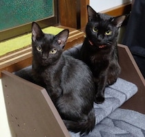 悲しい別れのあとに出会った黒猫親子　2年を経て「離れ離れにしなくてよかった」と思える日々