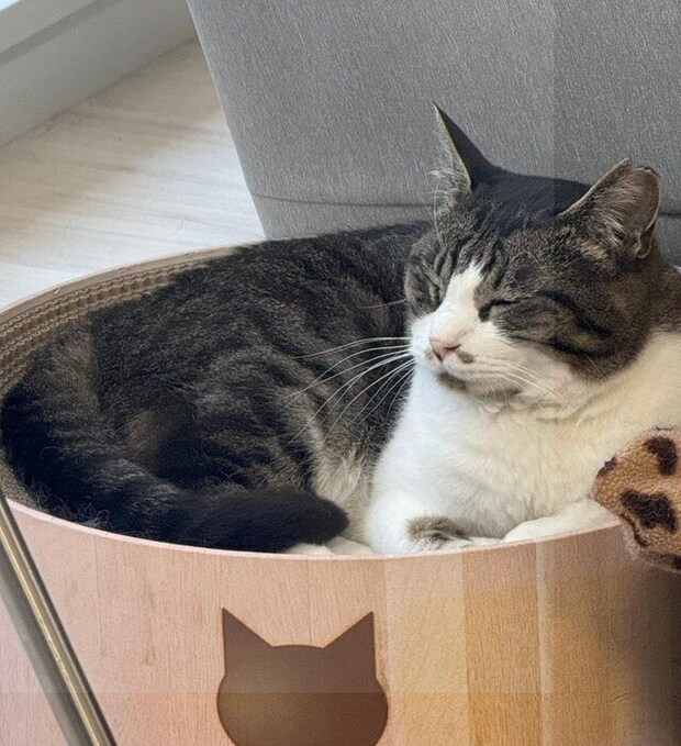 写真提供／猫から目線。