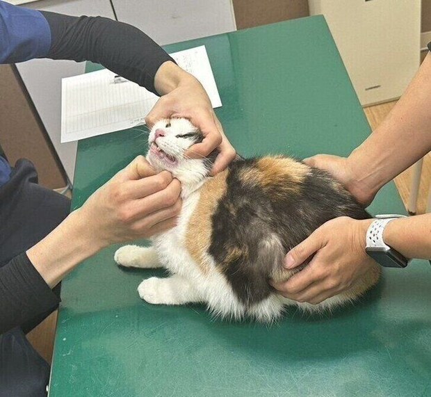 写真提供／猫から目線。