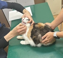 猫にまつわる、さまざまなニーズに応える株式会社