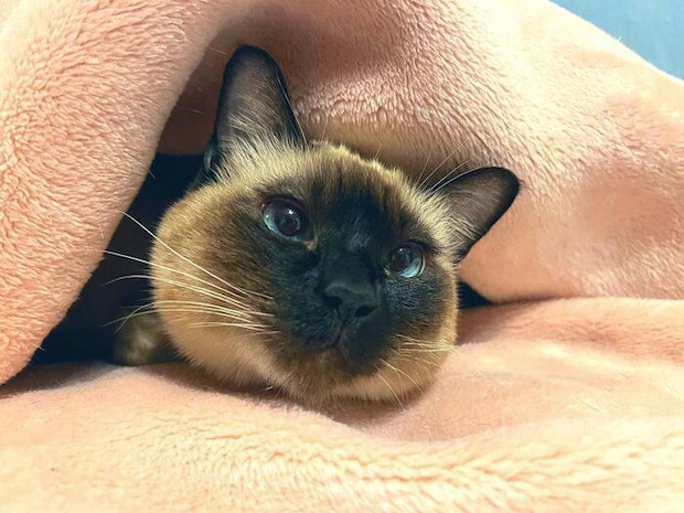 布団にくるまるなみちゃん