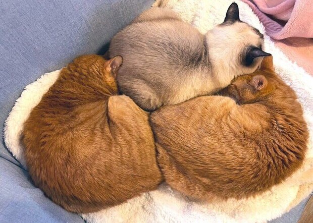 猫団子になる3匹