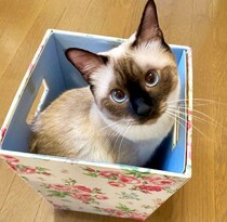 保護した子猫が6年で“焦げた”ように変化！　「本当に同じ猫なの？」と驚きの声が