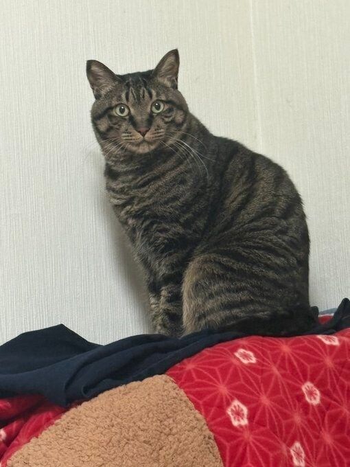 座って飼い主の方を見る猫