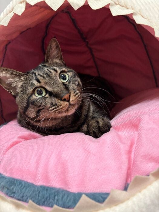 くつろいでいる猫