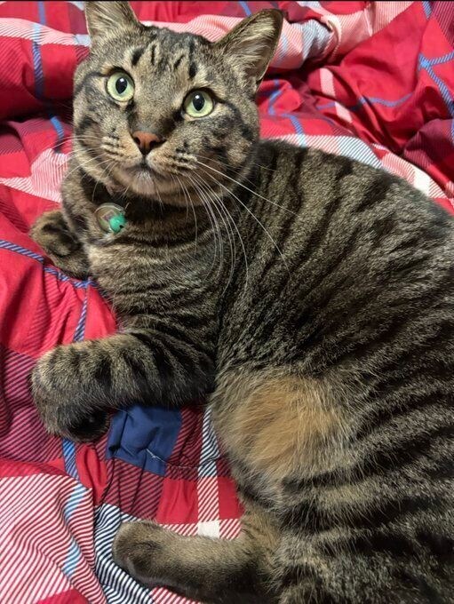 飼い主を見上げる猫