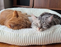 飼い主さんの家事終了を待つ2匹の愛猫の行動が連鎖する理由を獣医師に聞いた！