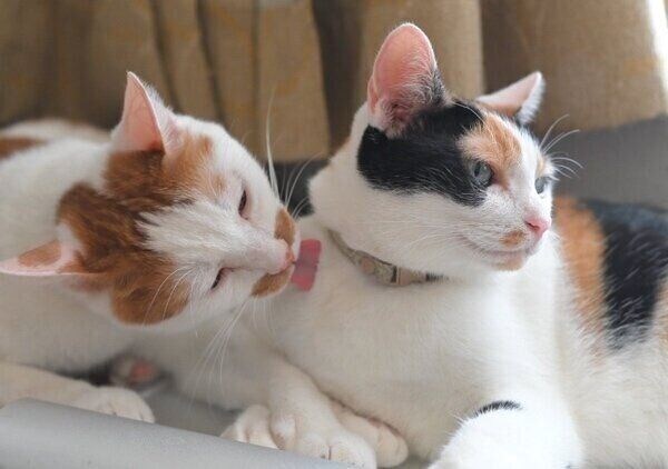 冬毛になる前のポッケくんとニケちゃん