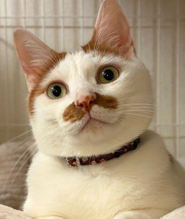 冬毛でもふもふのポッケくん