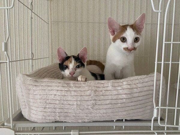 お迎えした当時のニケちゃん、ポッケくん