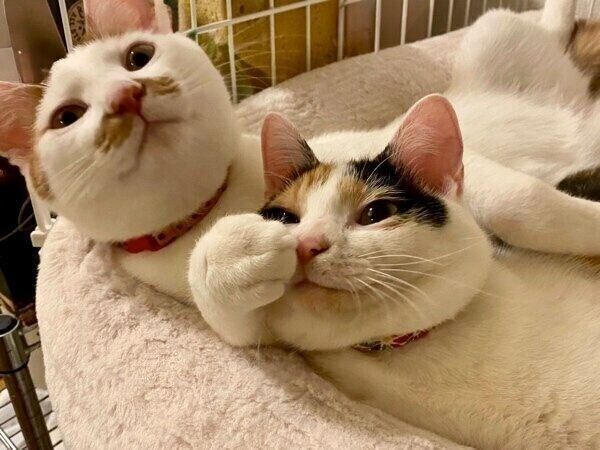 立派に成長したニケちゃんとポッケくん