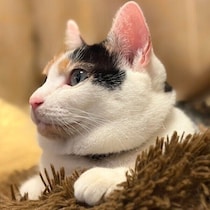 冬毛でもふもふになった元保護猫、顔まわりがまんまるに！　夏との「ふくふく変化」にほっこり