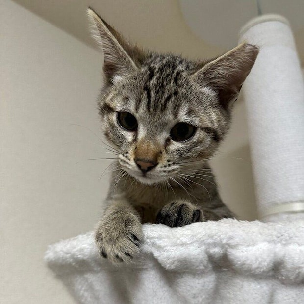 飼い主さんの家にやってきたころのはるちゃん（撮影時、生後推定4カ月）。