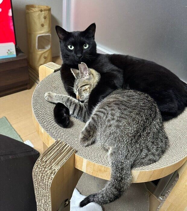 《写真上から》兄猫・ジジくん、はるちゃん。