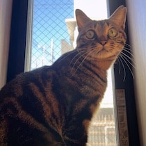 室内飼育していて外に出たがる猫にはどうすべき？獣医師が解説