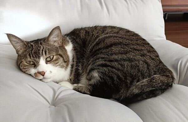 もっちりクッションにご満悦のまめたろくん