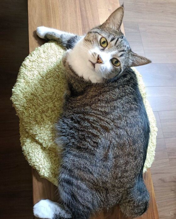 見つめるまめたろくん