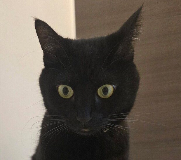 「お前、水に浸かって正気か？」と言いたげな表情の、のあるちゃん。