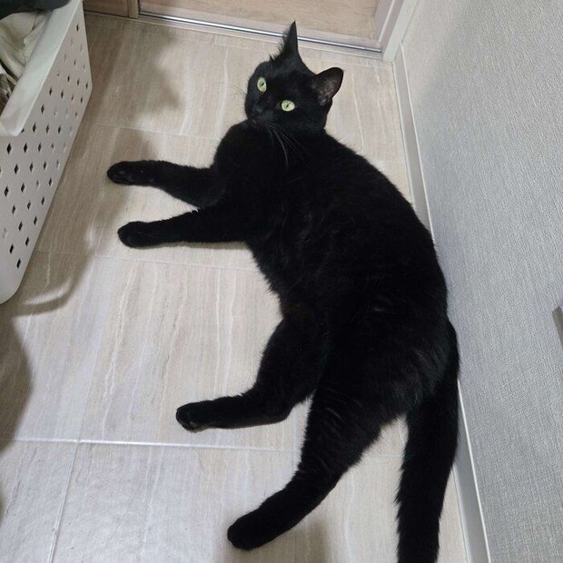 お風呂中の飼い主さんを出待ちするのあるちゃん。