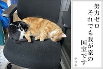 【第7回犬猫あるある川柳】に杉浦太陽さん、さらば森田さん、森アナが参戦！「ネコいぬワイドショー」（BS朝日）出演者はどんな川柳だった！？