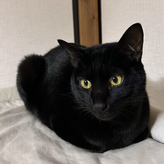 MIX黒のヤマトくん