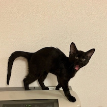 氷点下の雪積駐車場で保護した子猫をお迎え→2匹目を迎え新居で仲よく暮らす様子にほっこり