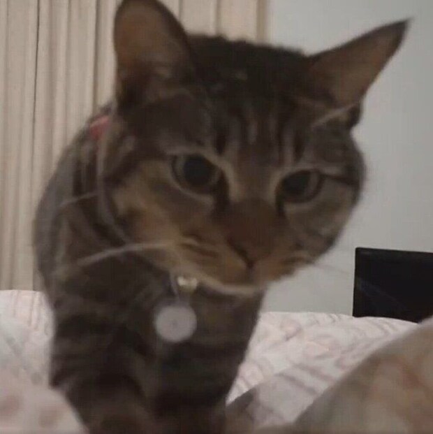 カメラのほうへ近付いてくるランちゃん