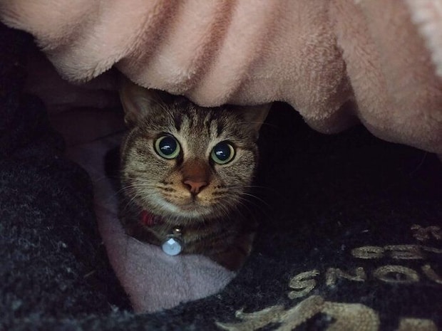 布団の中にもぐるランちゃん