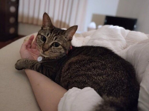 ベッドの上で飼い主さんと横になるランちゃん