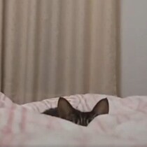 先に寝たと思っていた飼い主が起きていることに気付いた猫　かわいすぎる行動に6.2万「いいね」が集まる