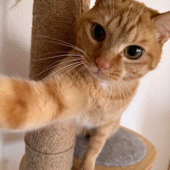 猫パンチする茶トラ