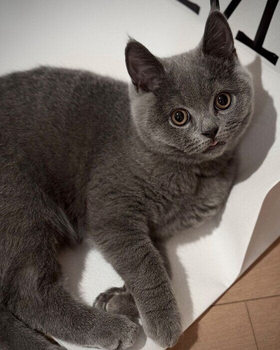 まったりするふてのしんくん