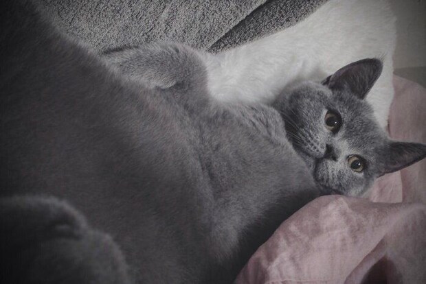 お迎えから1カ月が経ったころに撮影したふてのしんくん