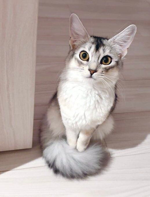 座って飼い主を見るソマリ