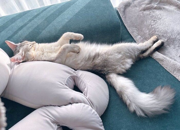 仰向けに寝ているソマリ