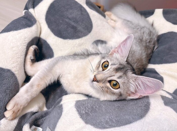 生後5カ月半のソマリ