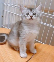 「パヤパヤの豆粒」のようだったソマリ子猫→4カ月後、優雅で美しい姿に成長！