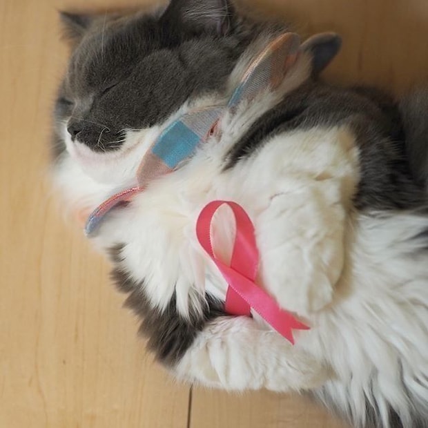 スヤスヤ眠るスコティッシュフォールドのぎんじろうちゃん