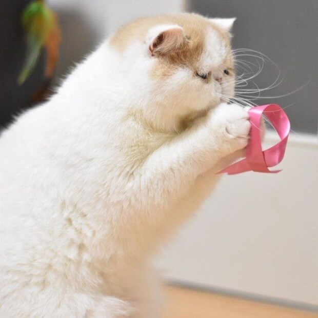 リボンで遊ぶエキゾチックショートヘアのPotetoちゃん