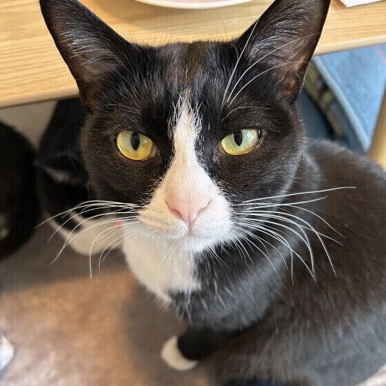  ケビン・スチュワート・ボブくん