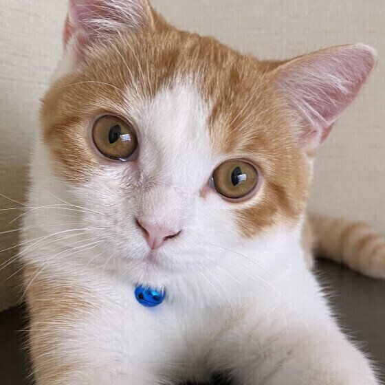 スコティッシュフォールドのはるくん