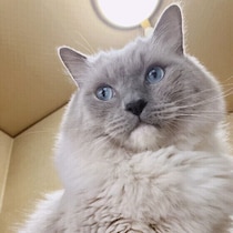 猫トイレは「健康管理」のバロメーター!?　猫トイレを快適にする5つのポイント