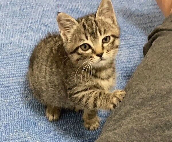 子猫時代のつむぎくん