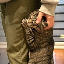 仕事始めの朝、ママさんの足にしがみついた元保護猫　「貴重な甘えシーン」にキュン！