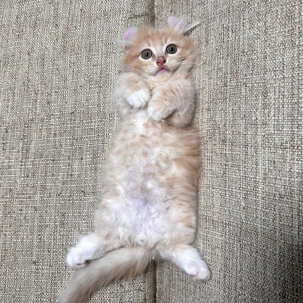 かわいく“ヘソ天”する子猫時代のチロルくん