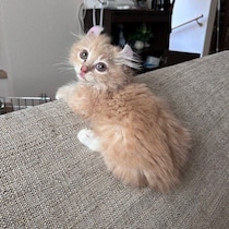 ソファの背もたれにのる子猫の成長ビフォーアフター　大きくなっても変わらないかわいさに癒やされる